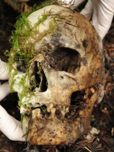 skull investigation